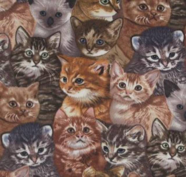 Kittens Fleece Fabric