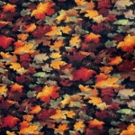 Maple Leaves Fleece Fabric